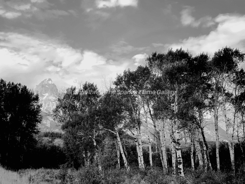 Lodgepole Pines Whispering in the Tetons