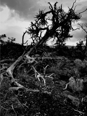 Beauty of Death - Crater of the Moon Tree