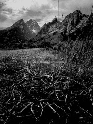 Roots of the Tetons