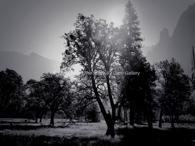 Yosemite Prairie